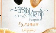 一条狗的使命 在线观看,一部温馨感人的生命旅程